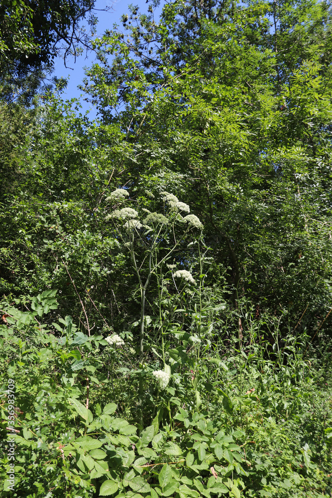 Nouvelle-Aquitaine - Deux-Sèvres - Fleur d'Angélique officinale sauvage dans le Marais Poitevin Nouvelle-Aquitaine - Deux-Sèvres - Fleur d'Angélique officinale sauvage dans le Marais Poitevin