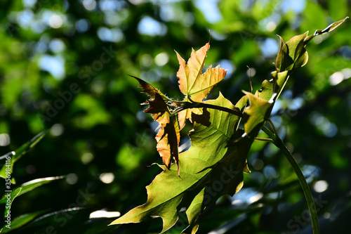 Maple leaves Sharp sunlight. Summer