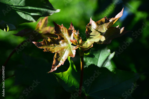 Maple leaves Sharp sunlight. Summer