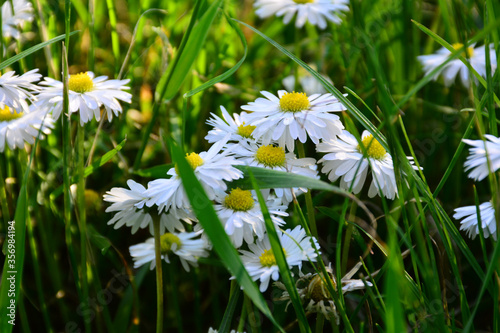 Beautiful white daisies in a meadow among green grass