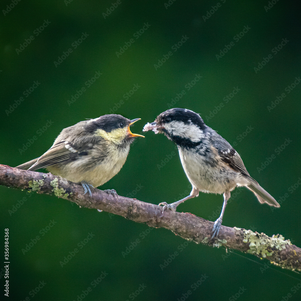 Naklejka premium A young great tit (parus major) getting food from an adult bird