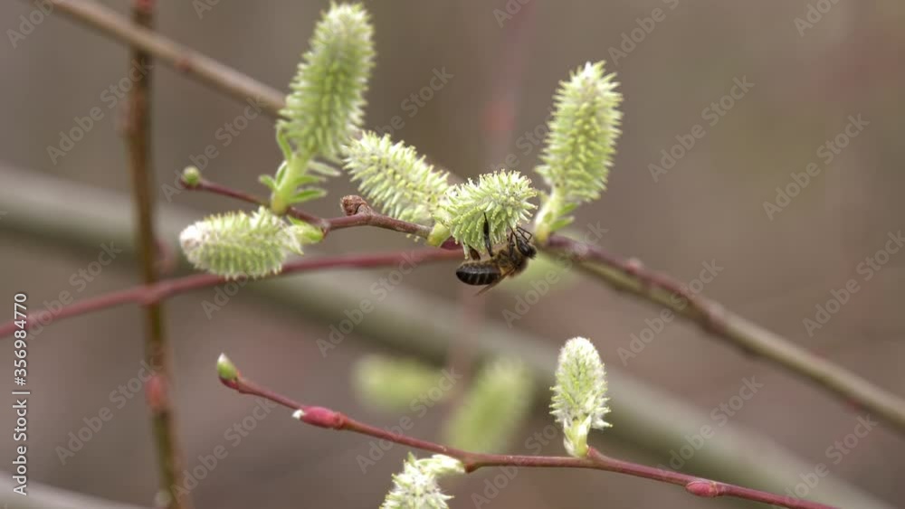 the bee looking for pollen on a willow flower the bee looking for pollen on a willow flower