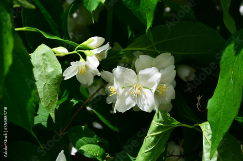 Beautiful and delicate white jasmine blossomed on a summer sunny day