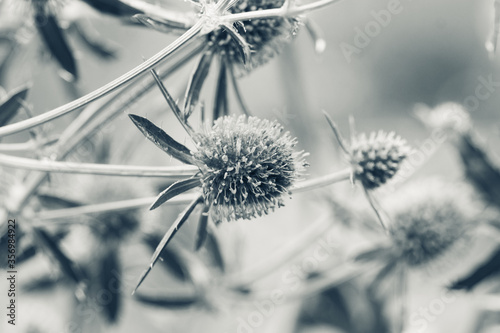 Blooming Blue Eryngo (Eryngium planum) in the garden. Selective focus. Shallow depth of field. Black and white image. 
