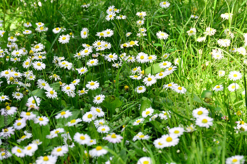 Beautiful white daisies in a meadow among green grass