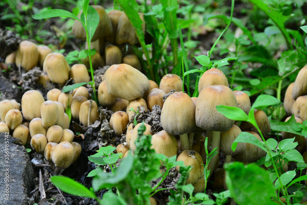 The first summer mushrooms after heavy rains The first summer mushrooms after heavy rains