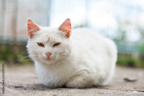  White cat