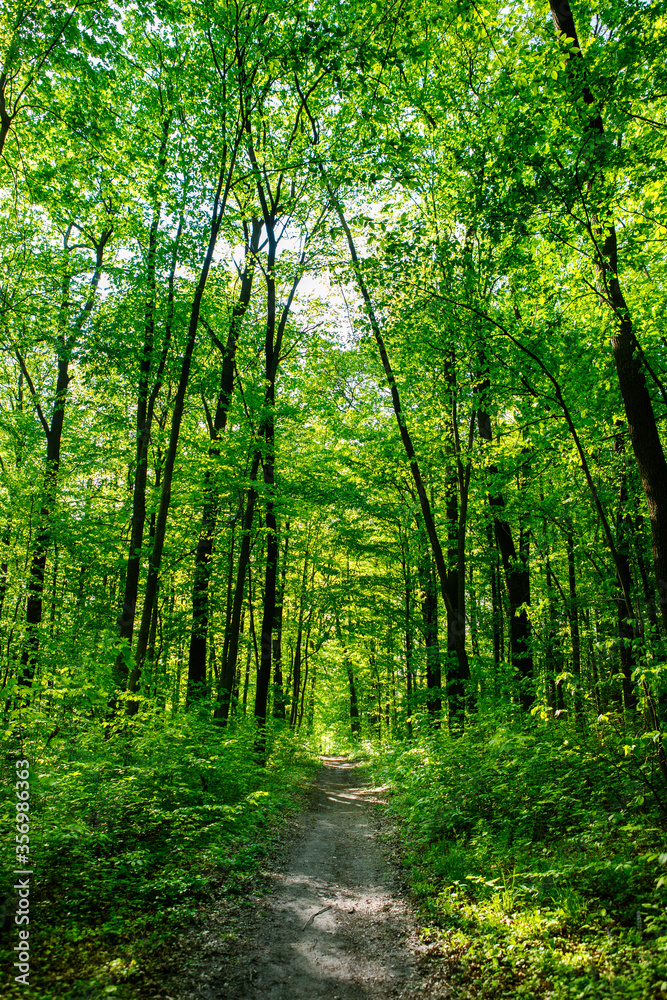 Obraz premium path in the forest