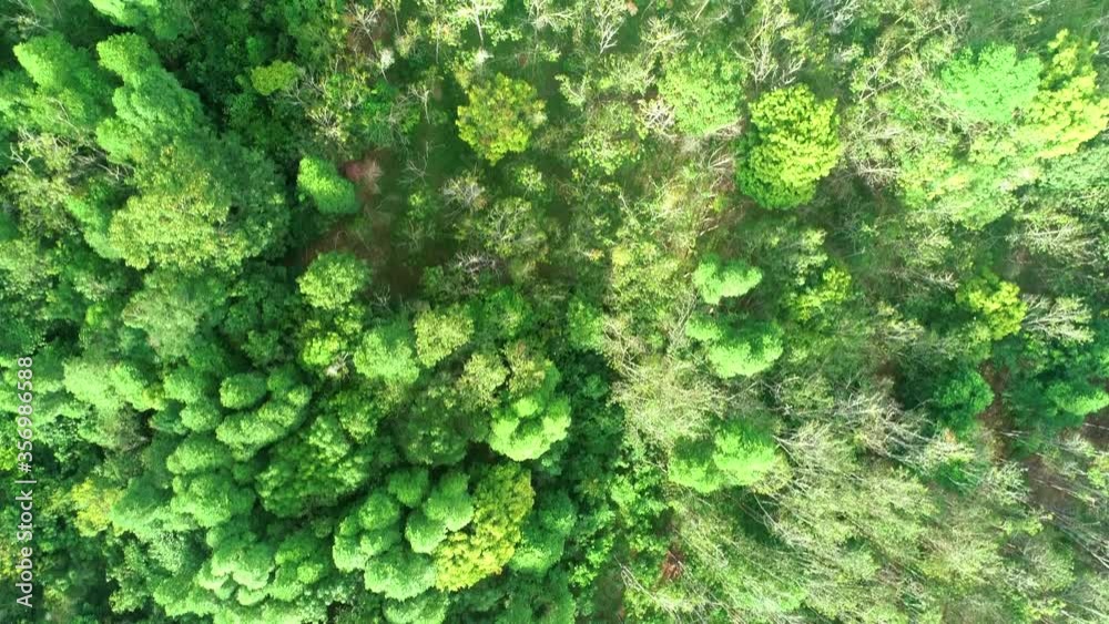 Aerial view of rainforest and rubber trees in Asia