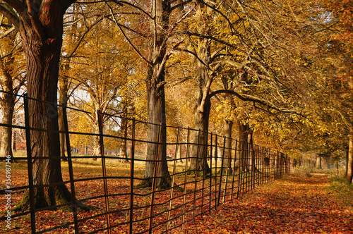 Autumnal path with golden leaves and an iron fence near the Cotswold village of Charlbury, Oxfordshire at sunset. photo