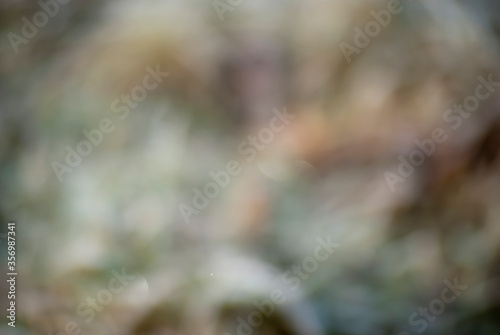 abstract background of a tree, unfocused photo