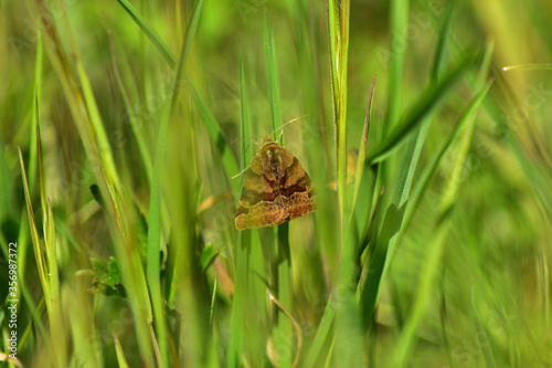 Butterfly, moth in the grass © Tschernawzew Andre