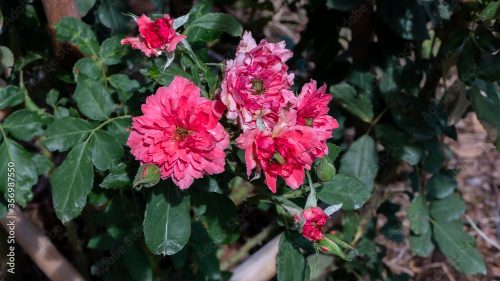 Red roses in full bloom in the garden