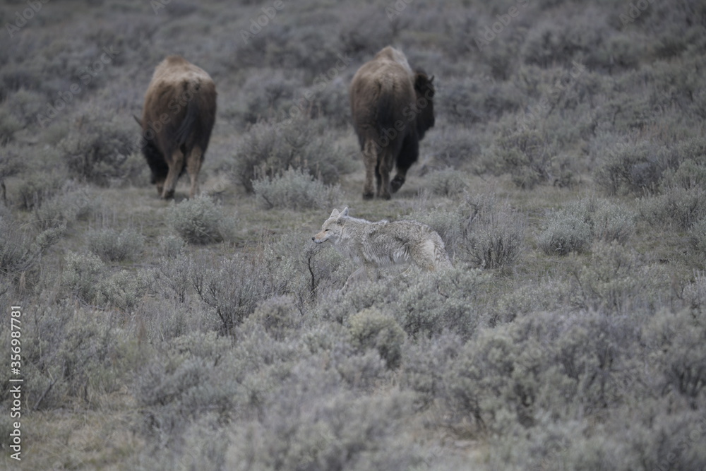 Fototapeta premium Coyote in Yellowstone national park, USA