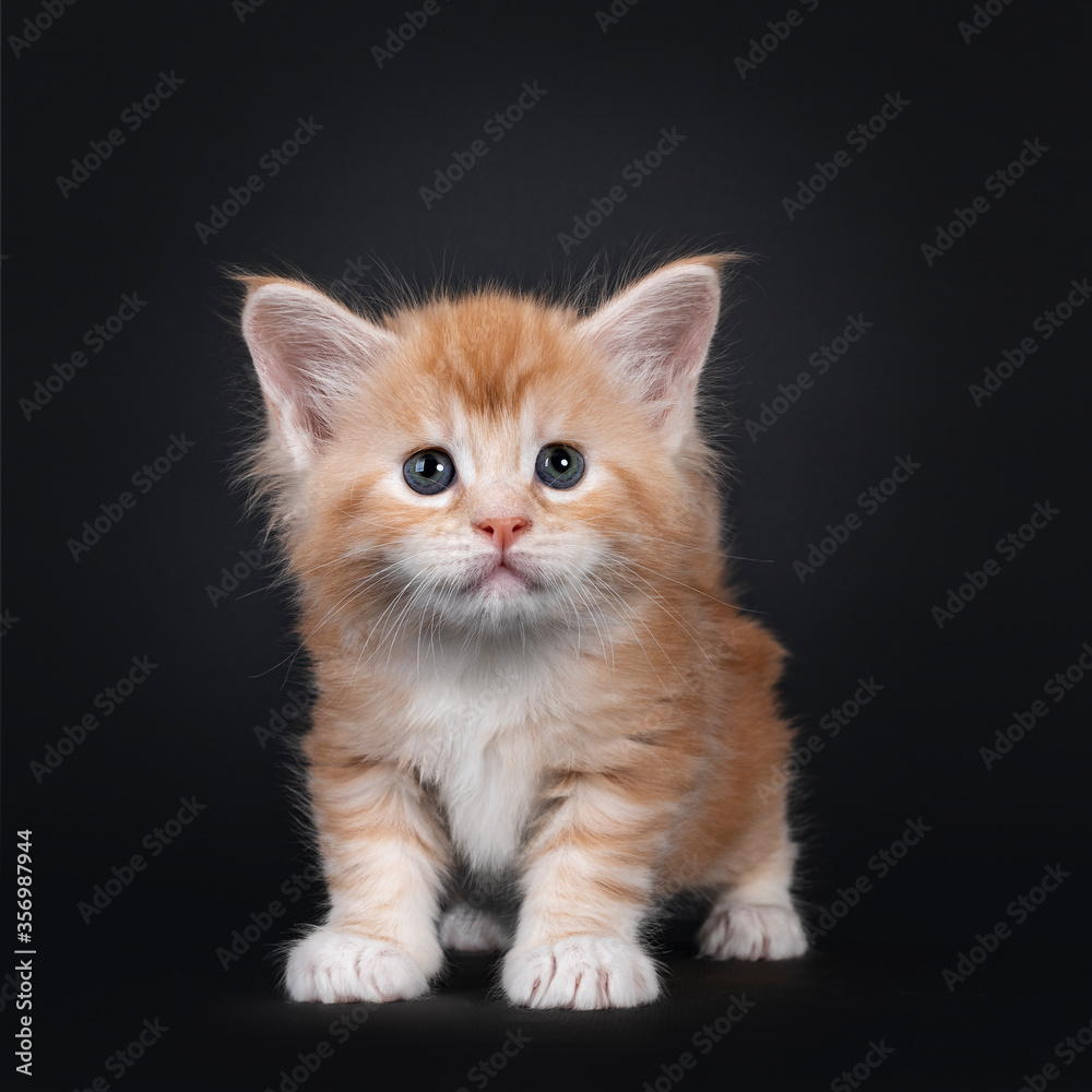 Fototapeta premium Cute five weeks old red silver Maine Coon cat kitten, standing facing front. Looking up towards camera with blue / greenish eyes. Isolated on back background.