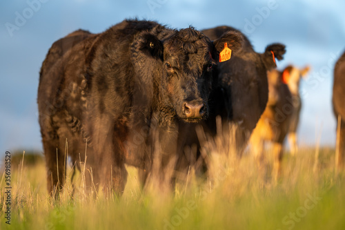 Cows eating grass. photo