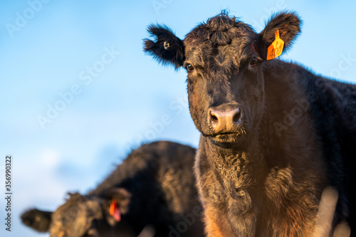 Cows eating grass. photo