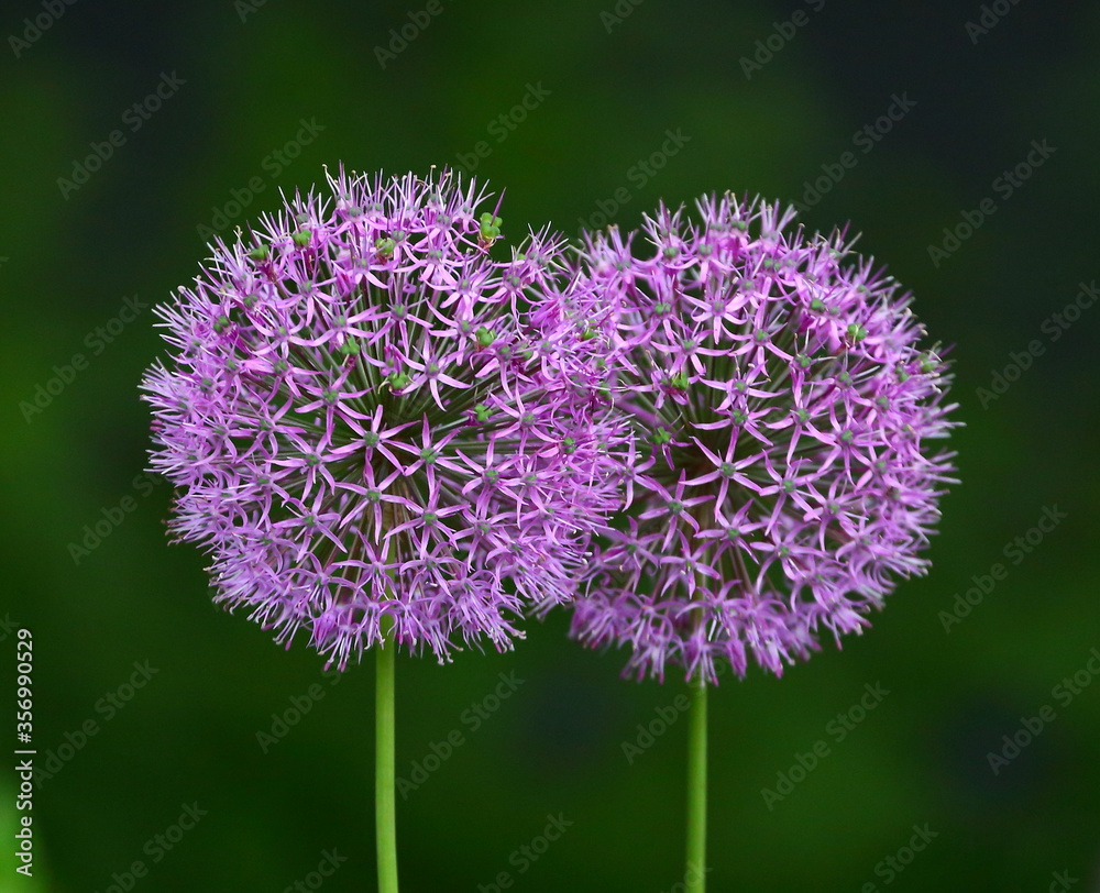 Fototapeta premium Two blooming purple decorative onions on a dark background