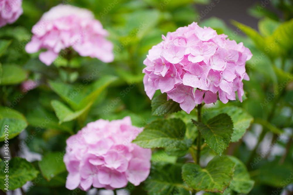 Fototapeta premium 日本の梅雨の風物詩 アジサイの花びらから雨の滴がしたたる