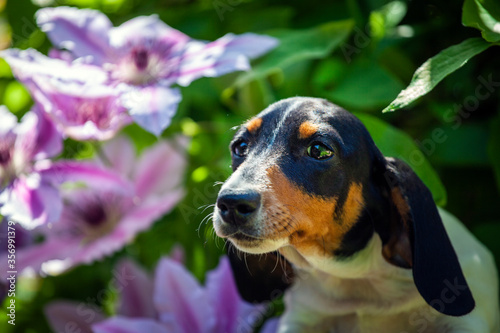 image of dog flower background 