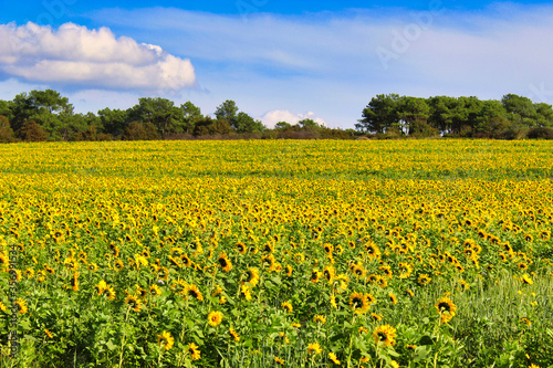field of yellow flowers in france © Matthieu