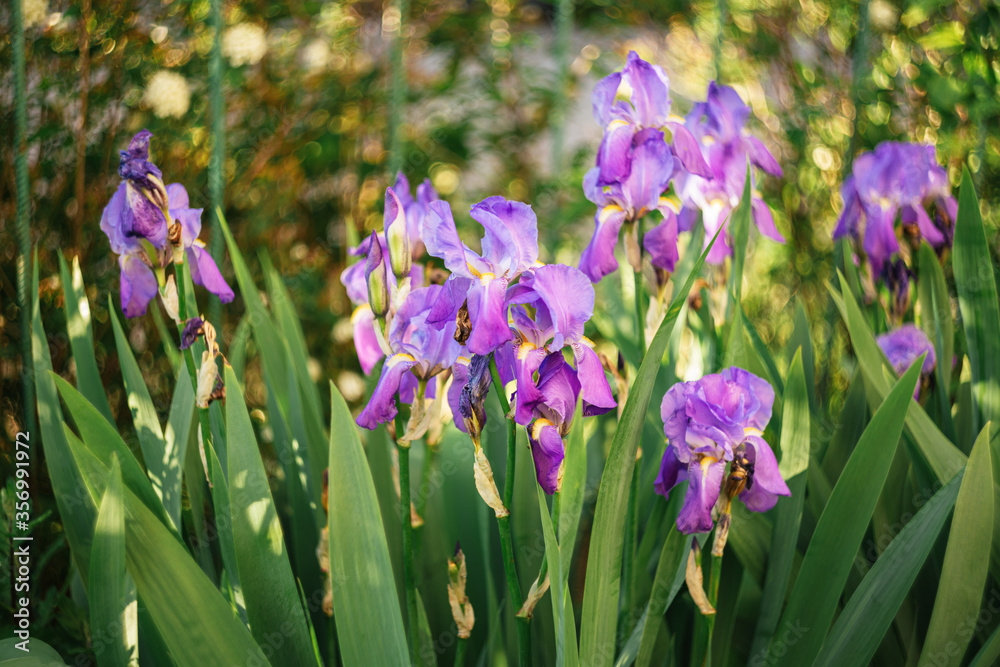 Beautiful purple Iris flowers in a garden.