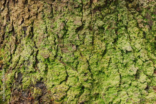 Texture of a green tree trunk
