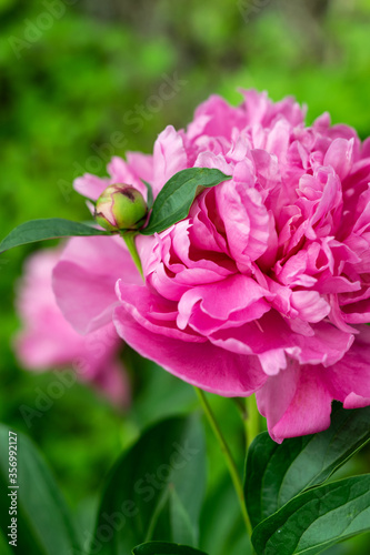 close up of pink flower