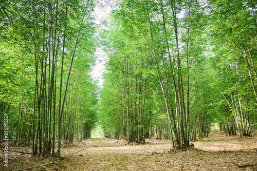 bamboo (Dendrocalamus sericeus Munro) forest in Thailand photo