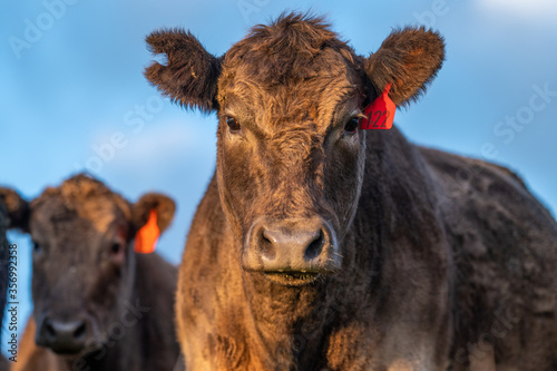 Cows eating grass. photo