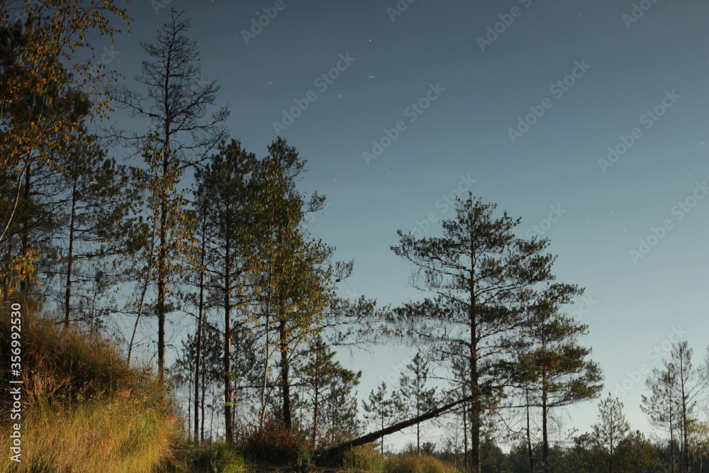 Reflection of the forest on the lake. Reflection of nature on the water surface. Reflection of the forest on the lake. Reflection of nature on the water surface.