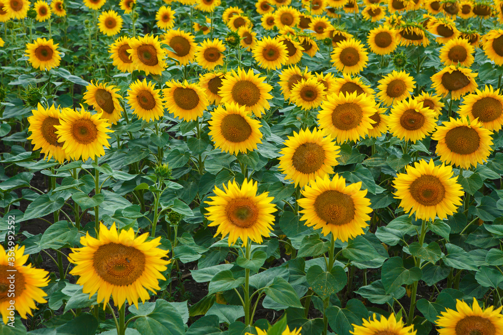 Sunflower natural background, flowering sunflower Sunflower natural background, flowering sunflower