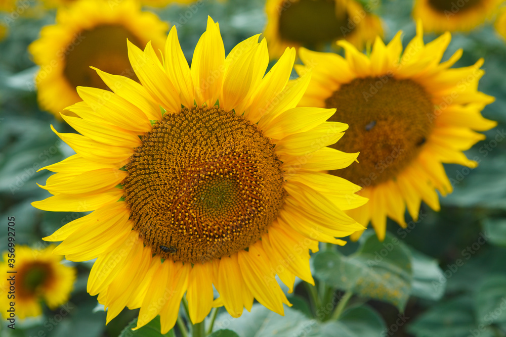 Sunflower natural background, flowering sunflower