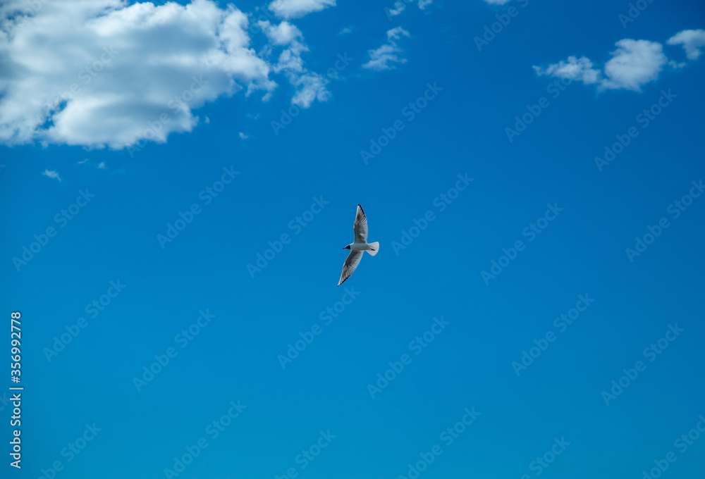 Seagull whirls in the blue sky with white clouds in clear weather Seagull whirls in the blue sky with white clouds in clear weather