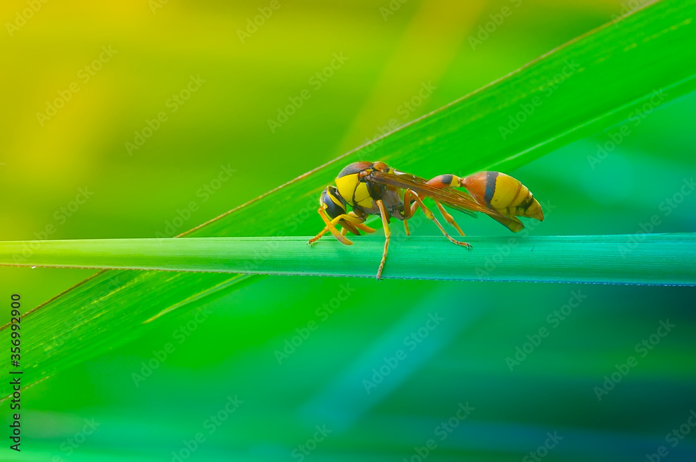 Naklejka premium bee on a yellow leaf