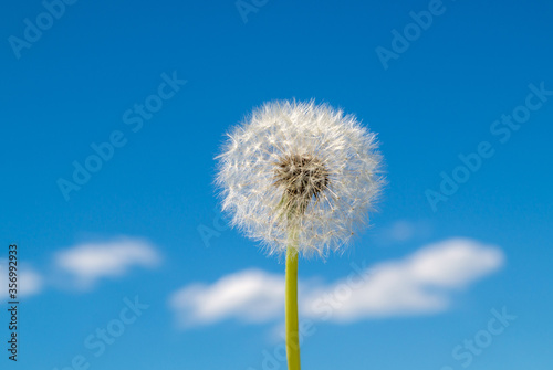 dandelion on a background of blue sky and small clouds