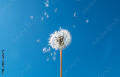 Flying dandelion against the sky
