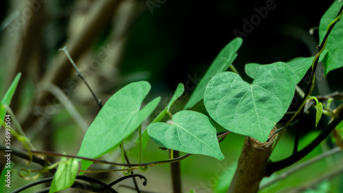 Heart shaped leaves in the garden