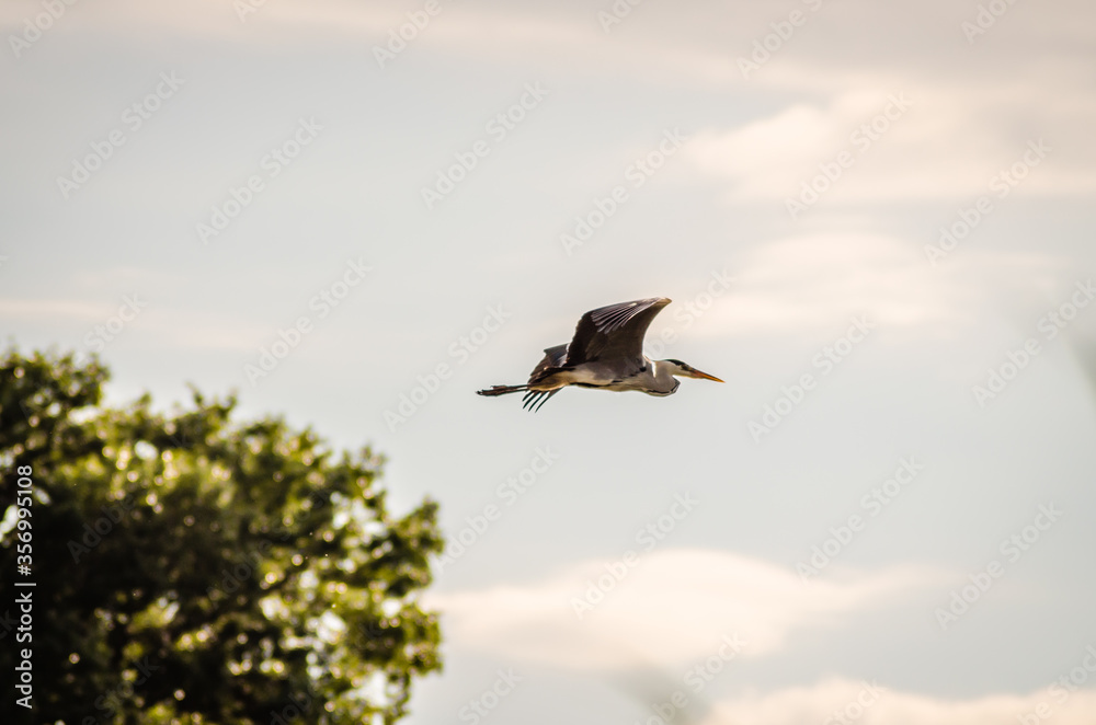 Obraz premium Gray Heron in flight over the swamp