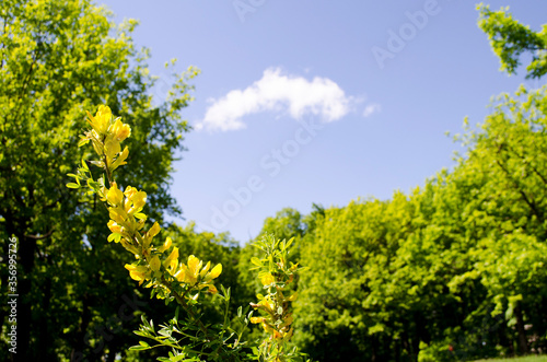 Forest flowers. With blurry background. Focus on forest flowers.