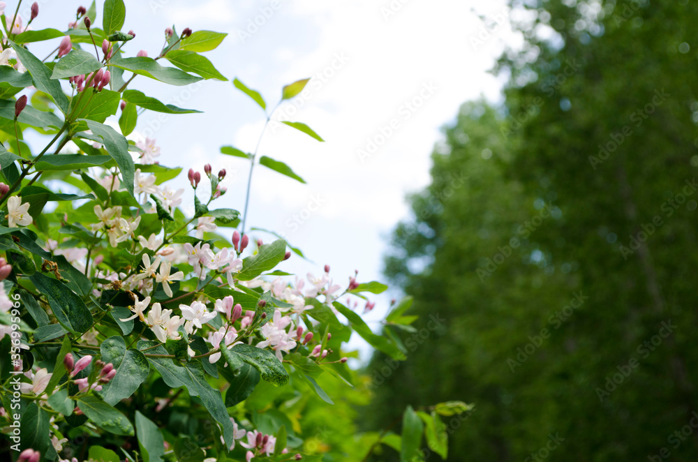 Forest flowers. With blurry background. Focus on forest flowers. Forest flowers. With blurry background. Focus on forest flowers.