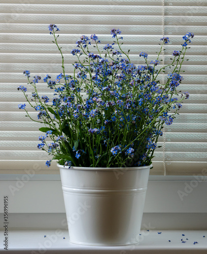 Flowers in a vase. Blue flowers. Forget-me-not flowers. Forget-me-not flowers on the window. Bouquet of flowers. Forget-me-not. Vintage floral forget-me-not background.