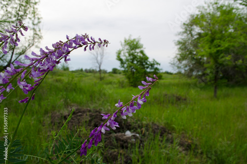 Forest flowers. With blurry background. Focus on forest flowers.