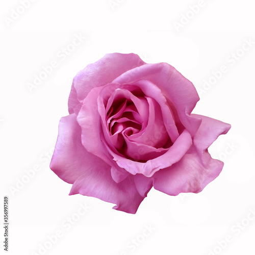Purple rose on white background