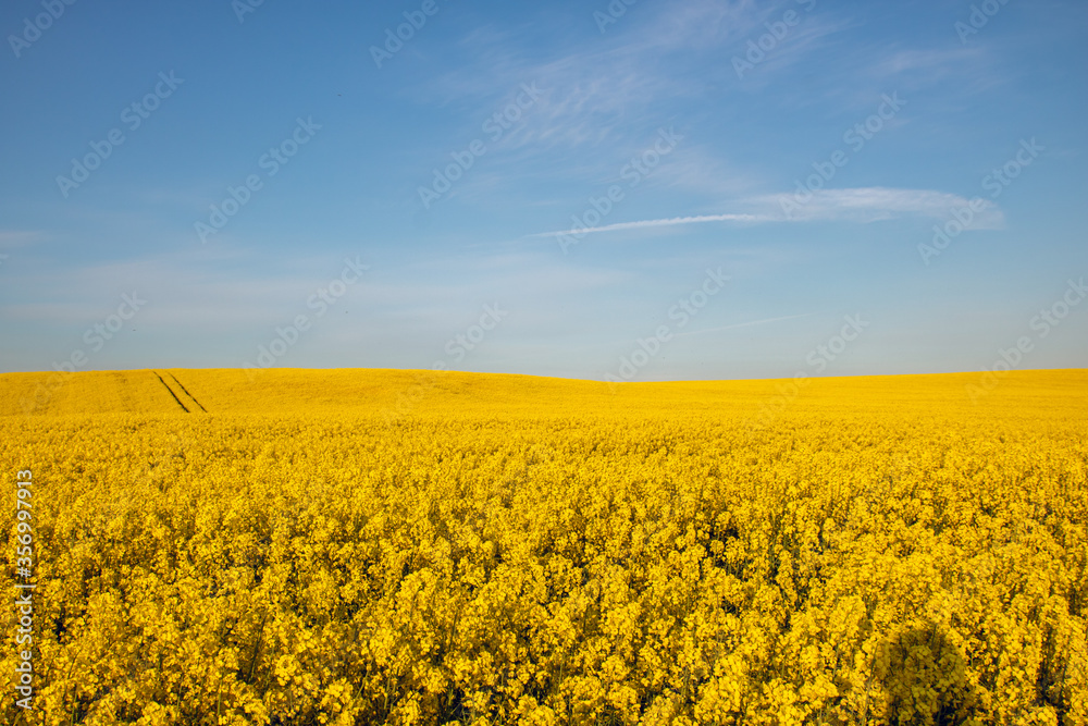 Fototapeta premium Field of yellow flowers