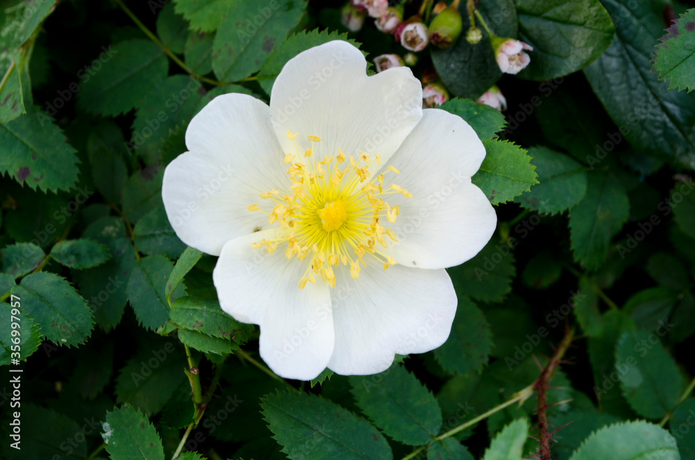 Forest flowers. With blurry background. Focus on forest flowers. Forest flowers. With blurry background. Focus on forest flowers.