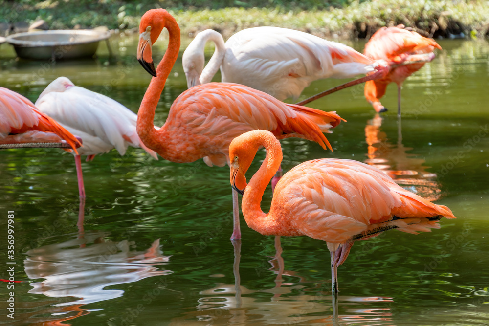 Beautiful pink flamingos stands in the water. Two birds stand side by side on the same paw. Reflection of a bird in the water in a nature park. Sunny day, green trees near the water. Beautiful pink flamingos stands in the water. Two birds stand side by side on the same paw. Reflection of a bird in the water in a nature park. Sunny day, green trees near the water.