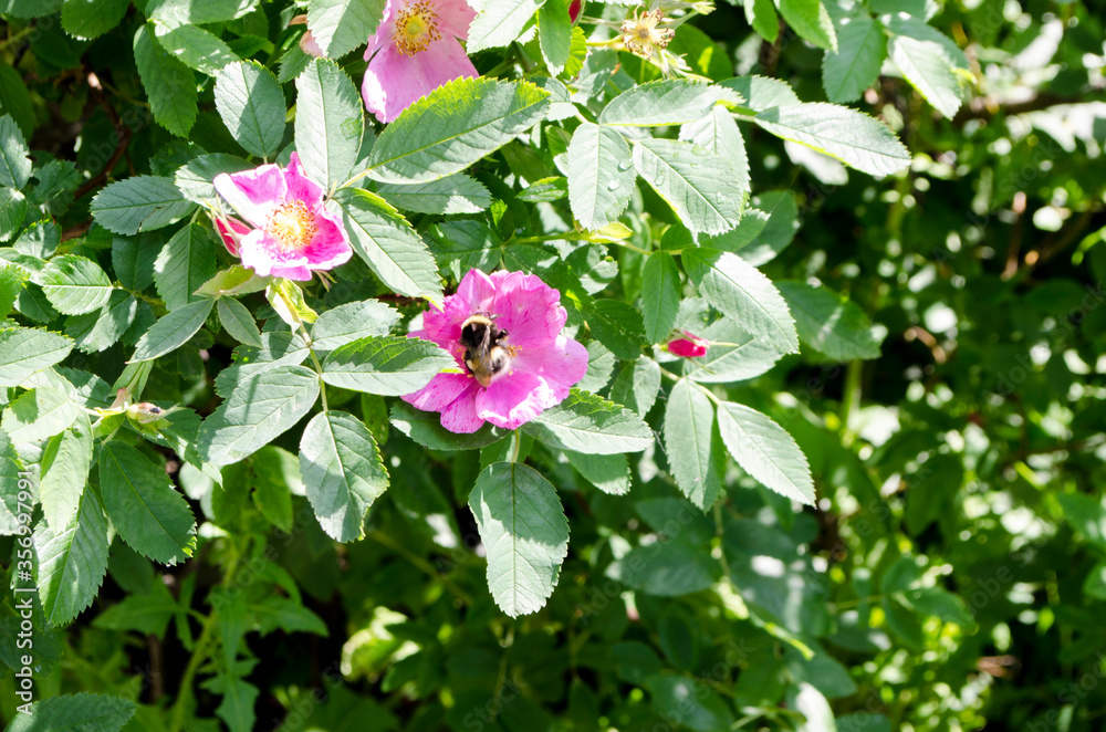 Forest flowers. With blurry background. Focus on forest flowers.
