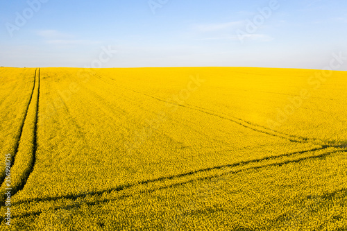 Field of yellow rapeseed