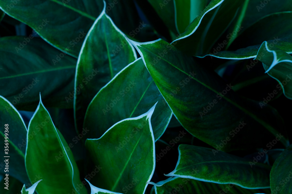Close up of green leaf texture